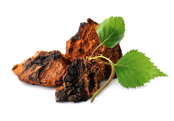Chaga Mushroom Pieces Birch Leaves Isolated White Backgrounds — Stock Photo, Image