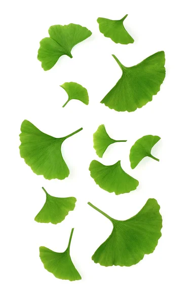 Létající Listy Gingko Biloba Bílém Pozadí Koláž Gingko Biloba Bílém — Stock fotografie