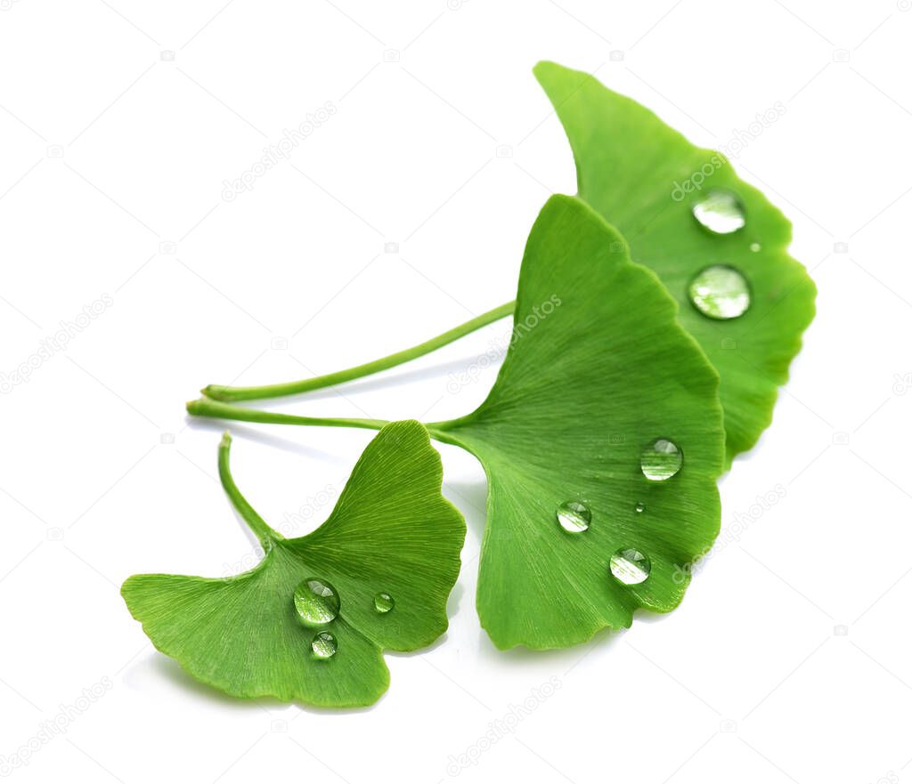 Ginkgo biloba leaves with water drops  on white backgrounds.