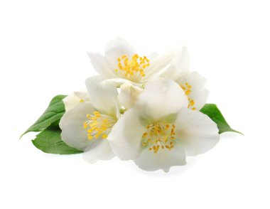 Yasemin çiçekleri beyaz arka planda izole edilmiş.