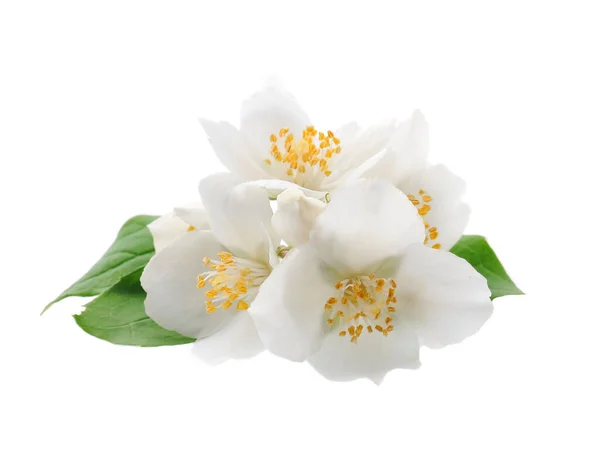 白色背景叶子的茉莉花 — 图库照片
