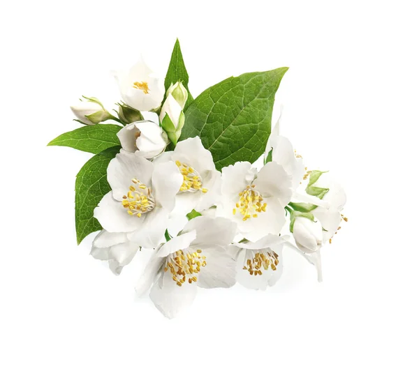 Jasmines Flowers White Backgrounds — Stock Photo, Image