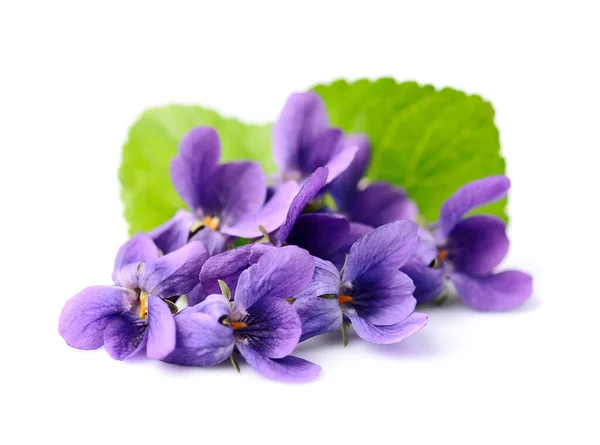 Frühling Viola Odorata Blüten Mit Blättern Auf Weißem Hintergrund — Stockfoto