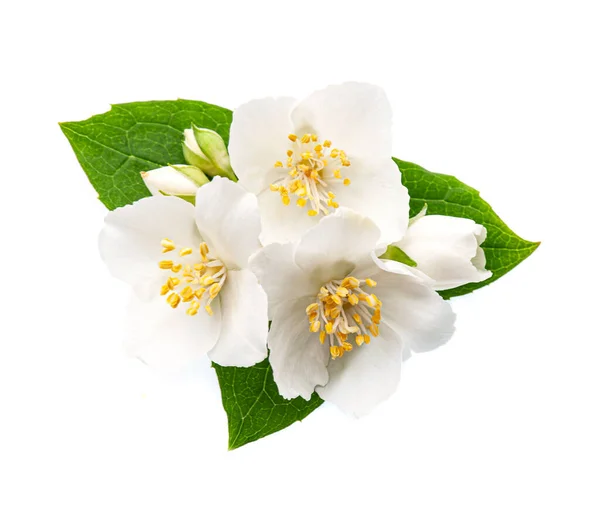 White Flowers Jasmine White Backgrounds — Stock Photo, Image