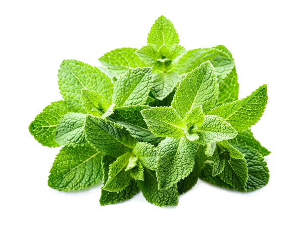 Fresh Mint Leaves White Backgrounds — Stock Photo, Image