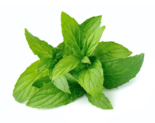 Fresh mint