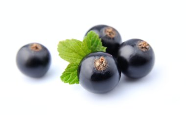 yaprakları ile tatlı Siyah frenk üzümü 