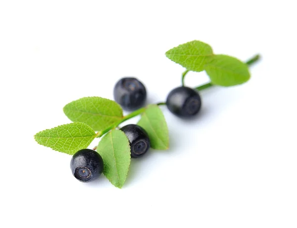 Blaubeeren — Stockfoto