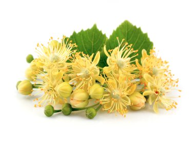 Linden flowers clipart