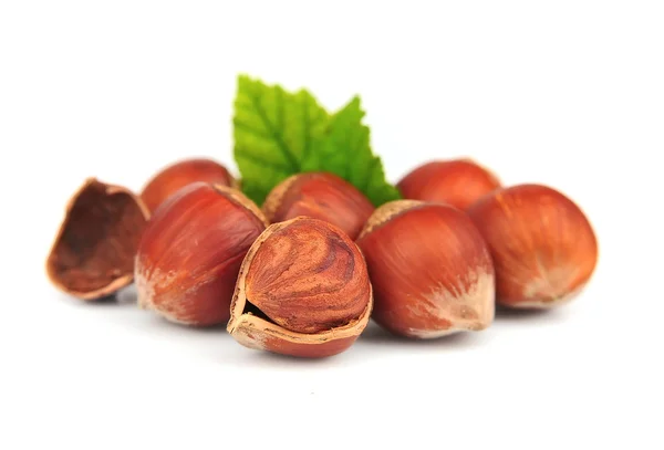 Kacang Filbert — Stok Foto