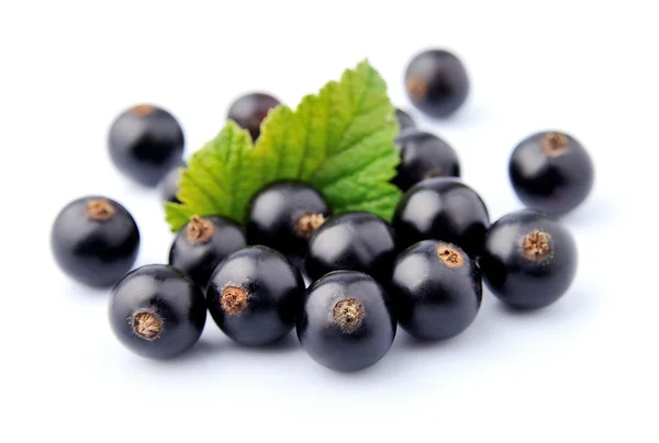 Blackcurrant — Stock Photo, Image