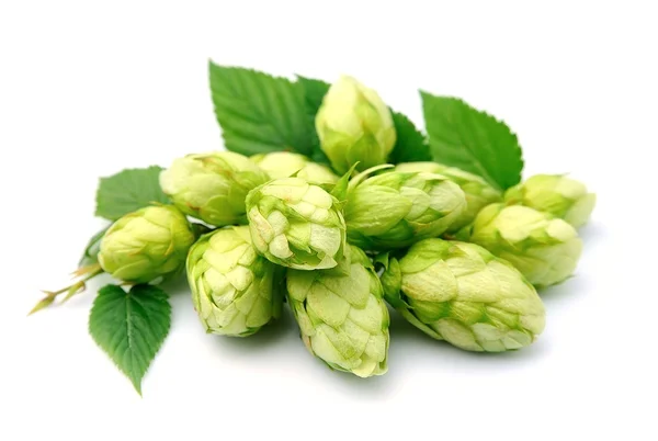 Blühender Hopfen — Stockfoto