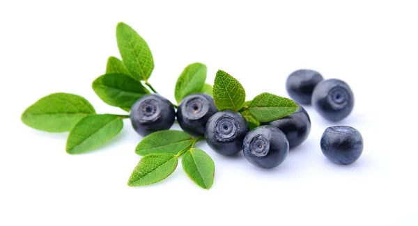 Blaubeeren mit Blättern — Stockfoto