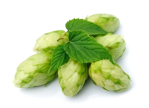 Blühender Hopfen — Stockfoto