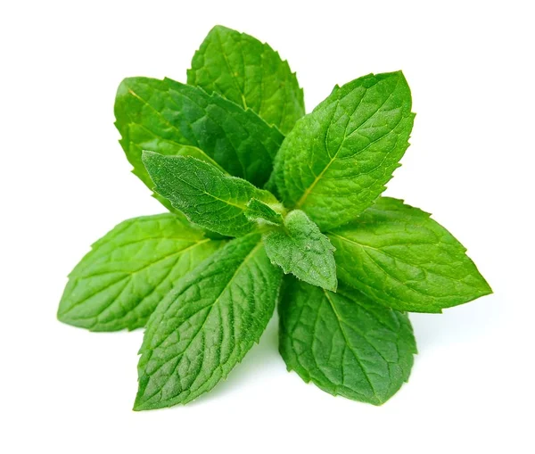 Mint leaf — Stock Photo, Image