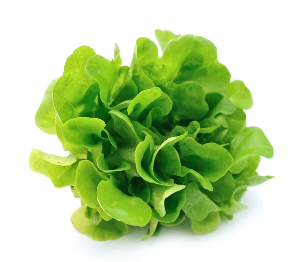 Sallad isolerad på vit bakgrund. Sallad leafs — Stockfoto