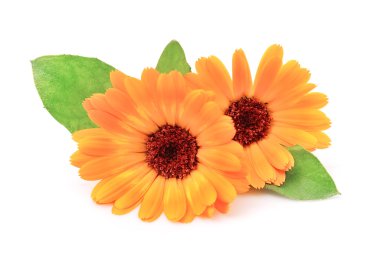 Marigold çiçek 