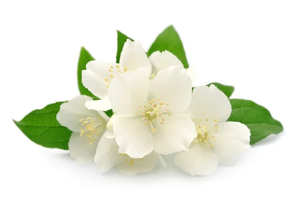 Jasmin kwiaty — Zdjęcie stockowe