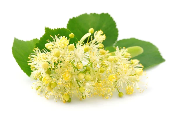 Linden flowers — Stock Photo, Image