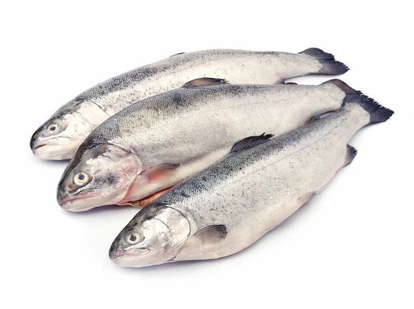 Fisk öring på nära håll — Stockfoto