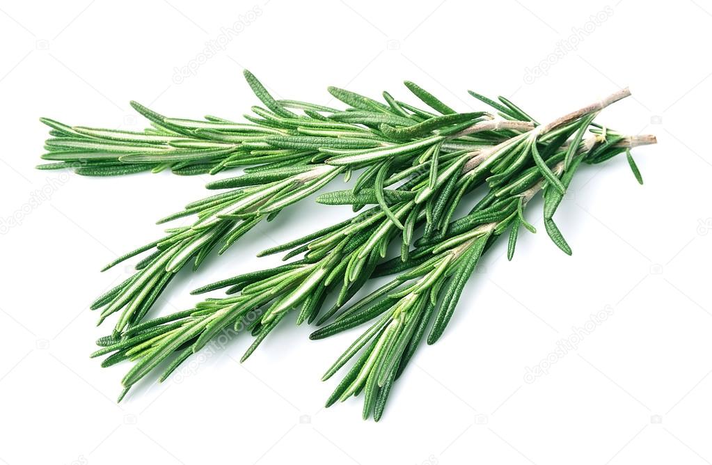 Twig of rosemary 