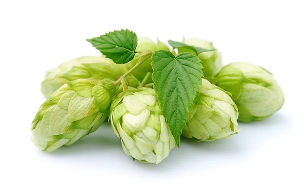 Blossoming hop — Stock Photo, Image