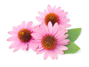 Echinacea flowers close up  clipart
