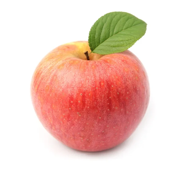 Jeden čerstvý jablko — Stock fotografie