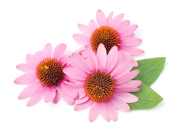 Echinacea virágok záródnak — Stock Fotó