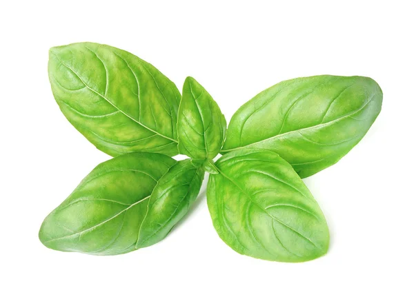 Fresh basil leaves — Stock Photo, Image