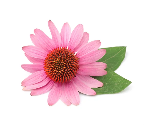 Echinacea flowers — Stock Photo, Image