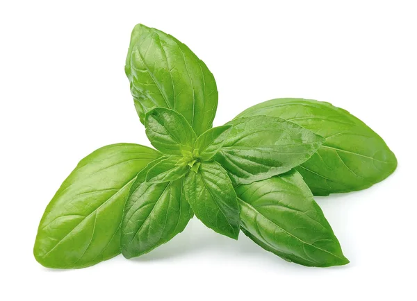 Fresh basil — Stock Photo, Image