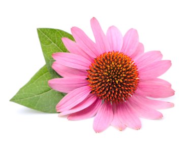 Echinacea flowers close up clipart