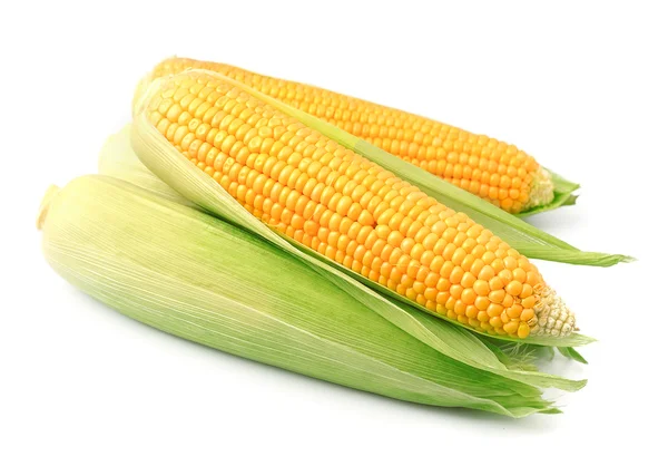 Een oor van maïs — Stockfoto
