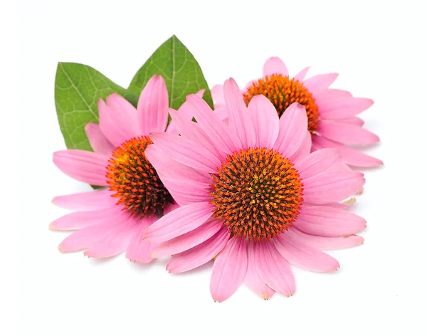 Echinacea-Blüten mit Blättern aus nächster Nähe — Stockfoto