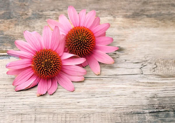 Echinacea bloemen. Achtergronden — Stockfoto