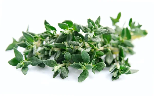 Thyme herbs close up — Stock Photo, Image