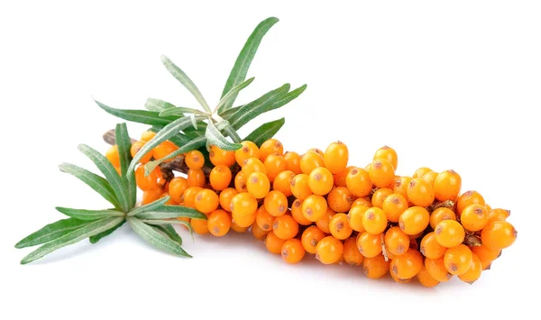 Sea-buckthorn branch — Stock Photo, Image