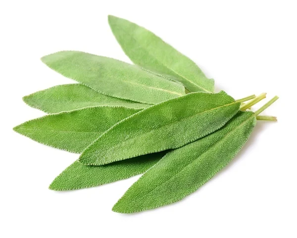 Sage leaves closeup — Stock Photo, Image