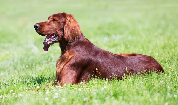 Setter rouge couché sur l'herbe — Photo