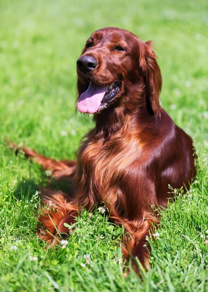 Setter irlandais couché sur l'herbe — Photo