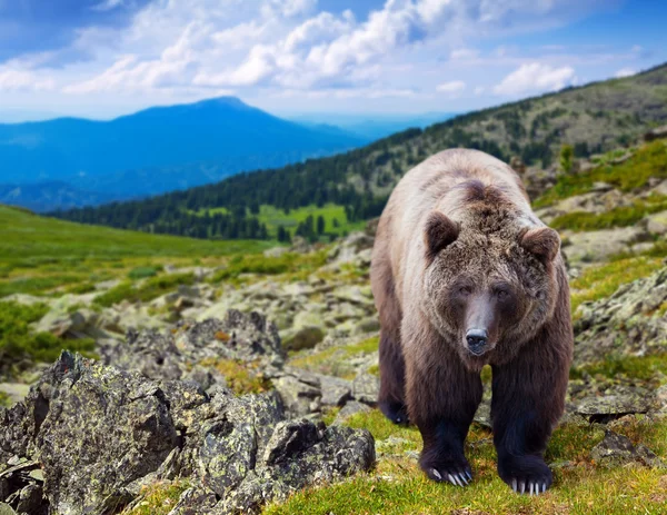 Urso castanho em estado selvagem — Fotografia de Stock
