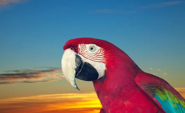 Piros ara papagay — Stock Fotó