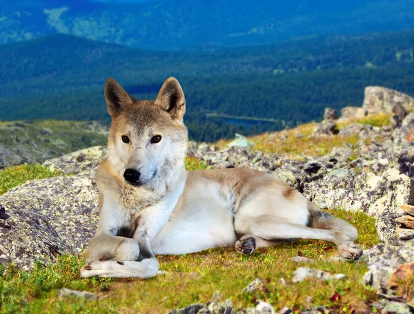 Grijze wolf zit op steen — Stockfoto