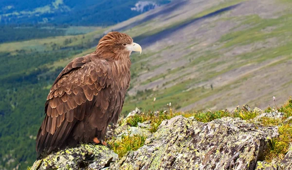 Орел на скале против дикости — стоковое фото