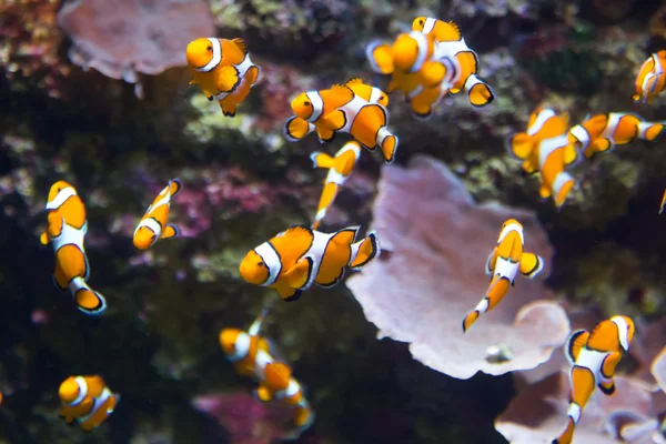 Orange clownfisk i havet — Stockfoto