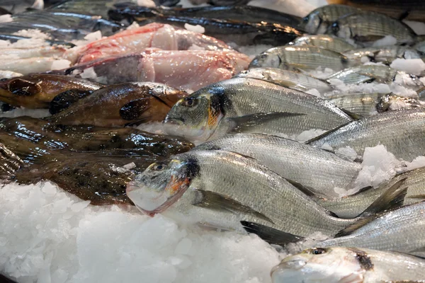 Raw fresh gilt-head bream   fish — Stock Photo, Image