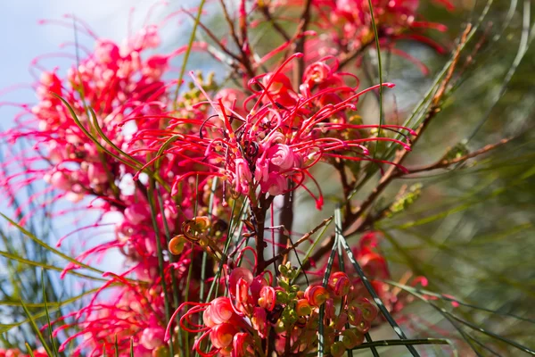 Pianta di Grevillea fiorente in primavera — Foto Stock
