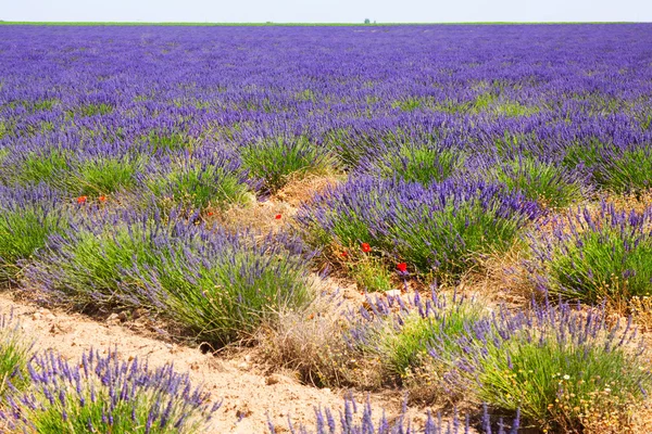 ブルー ラベンダーの植物のある風景します。 — ストック写真