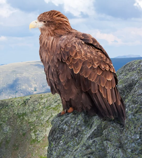 Eagle on rock against wildness — Stock Photo, Image